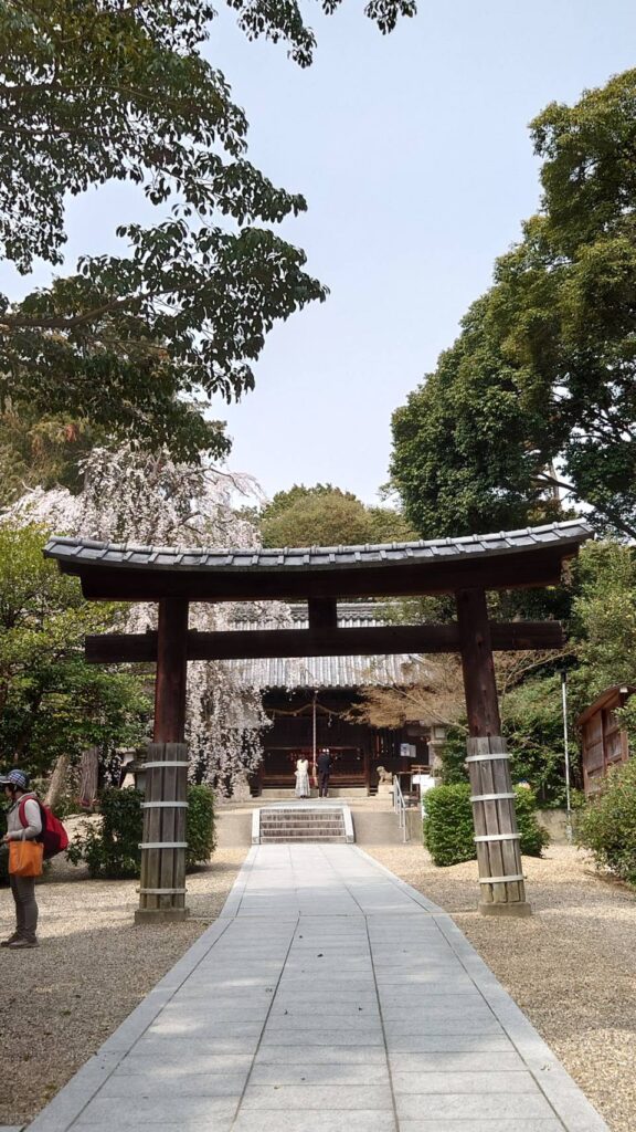 鳥居越しに枝垂れ桜と本殿が見える参道
