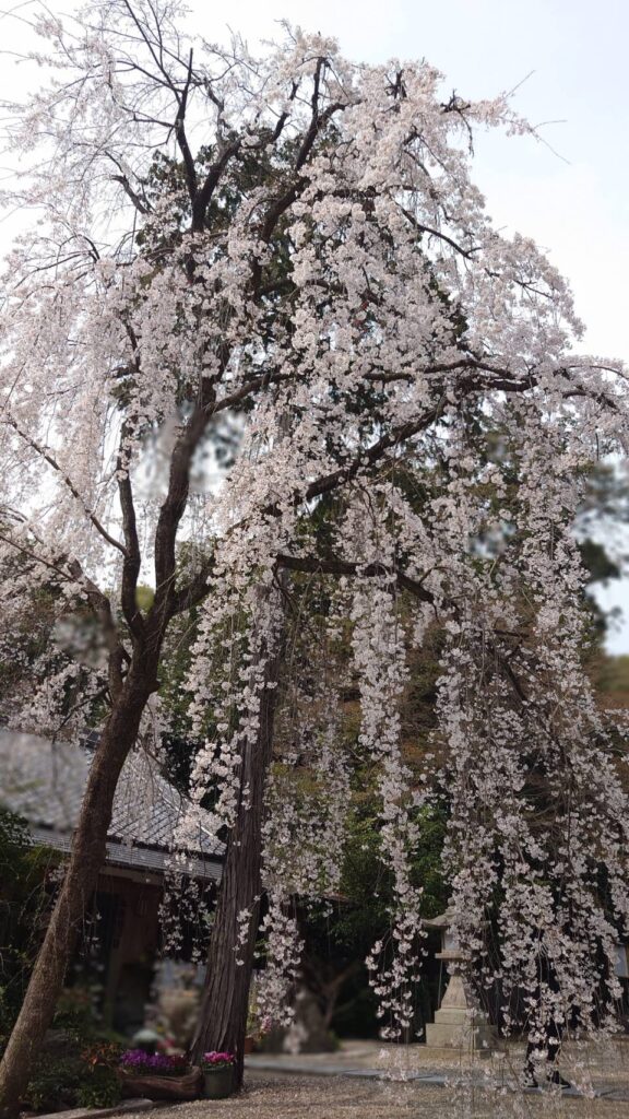 満開の大枝垂れ桜