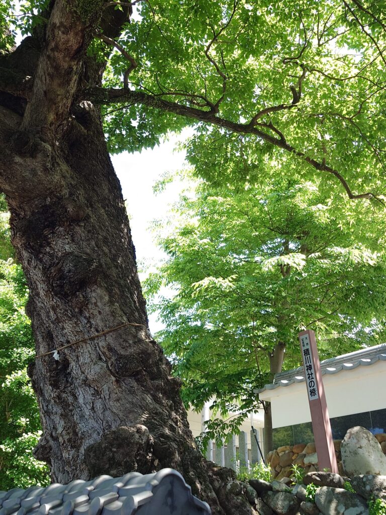 天然記念物・積川神社の椋