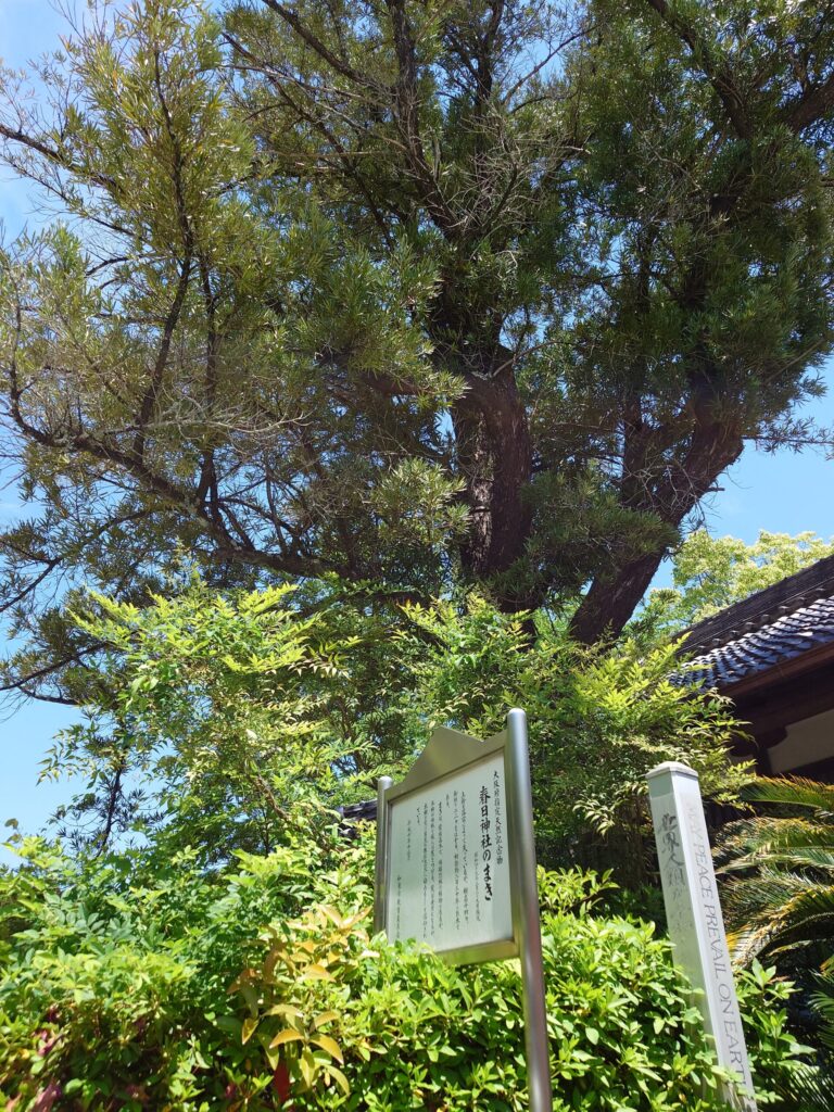 大阪府指定天然記念物・春日神社のまき